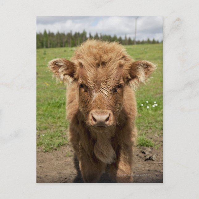 Highland Cattle calf, near Dufftown, Postcard (Front)