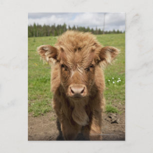 Highland Cattle calf, near Dufftown, Postcard