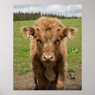 Highland Cattle calf, near Dufftown, Poster