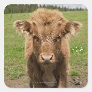 Highland Cattle calf, near Dufftown, Square Sticker