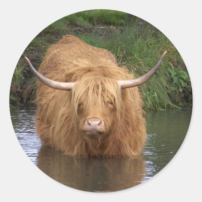 Highland Cattle Classic Round Sticker (Front)