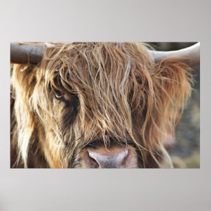 HIGHLAND CATTLE COW FACE POSTER