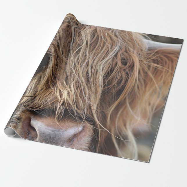 HIGHLAND CATTLE COW FACE WRAPPING PAPER (Unrolled)