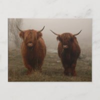 Highland Cattle Fog Photo