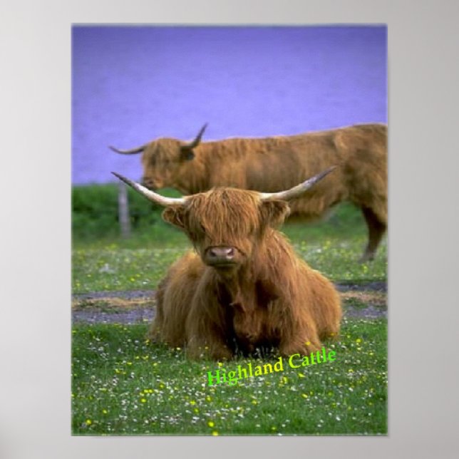 Highland-Cattle poster (Front)