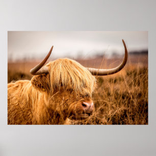 HIGHLAND CATTLE POSTER