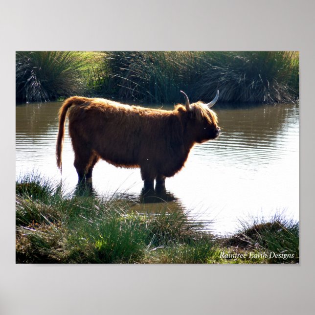 Highland Cattle Poster (Front)
