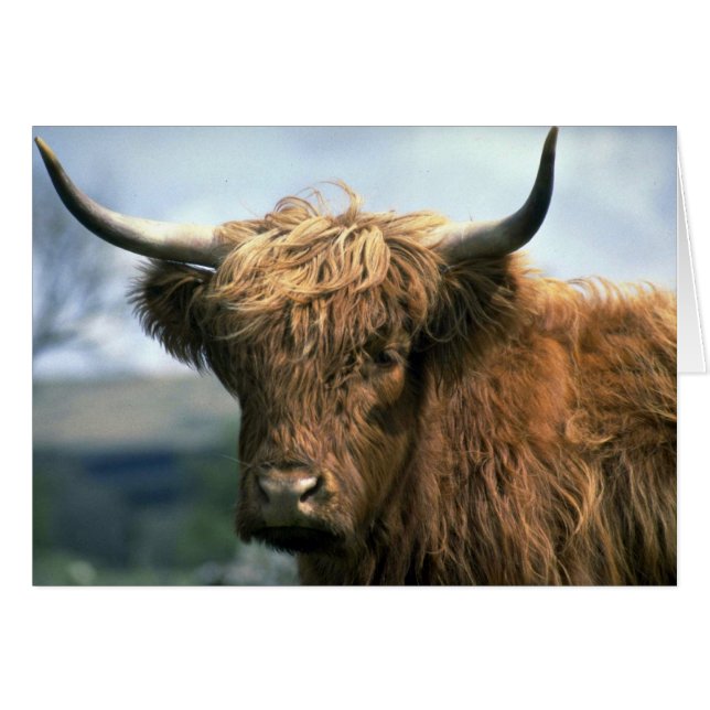 Highland cow (Front Horizontal)