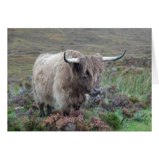 Highland cow