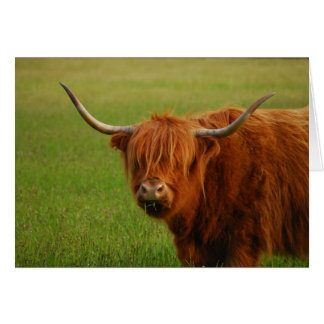 highland cow