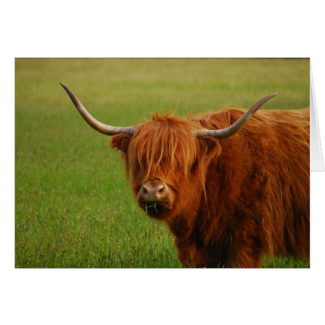 highland cow (Front Horizontal)