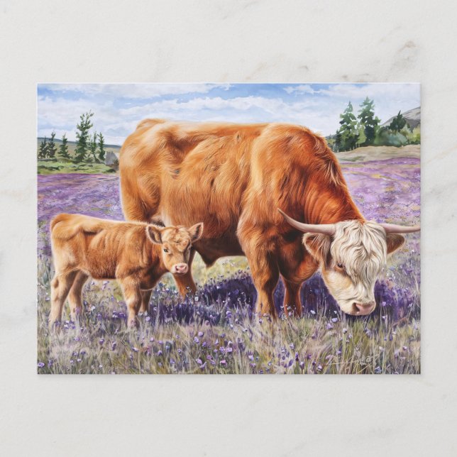 Highland Cow and Calf Purple Wildflowers Postcard (Front)