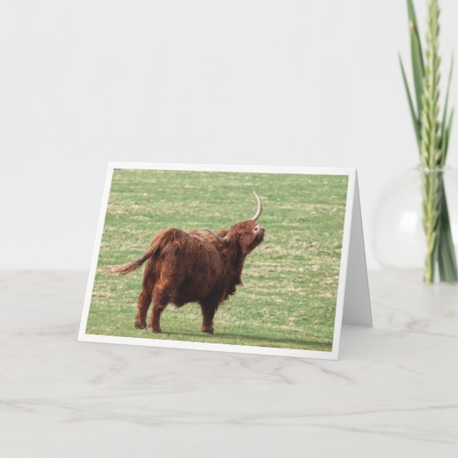 Highland cow Birthday card (Front)
