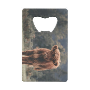 Highland cow calf autumn grass field