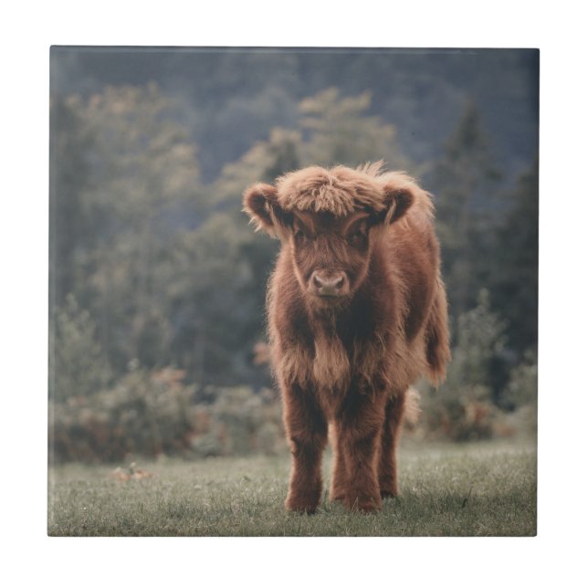 Highland cow calf autumn grass field ceramic tile (Front)