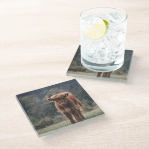 Highland cow calf autumn grass field glass coaster