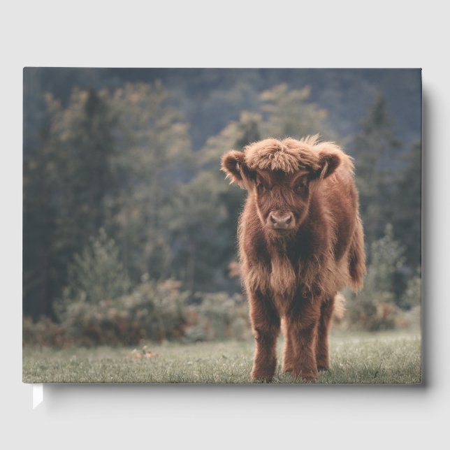 Highland cow calf autumn grass field guest book (Front)