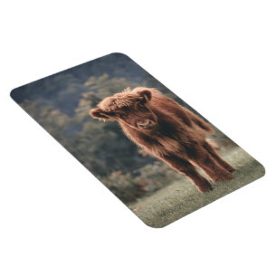 Highland cow calf autumn grass field magnet