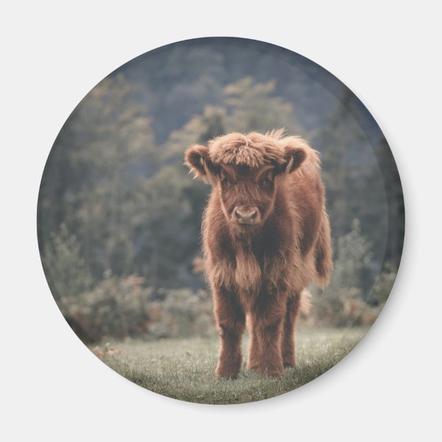 Highland cow calf autumn grass field magnet (Front)