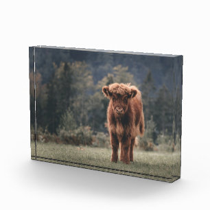 Highland cow calf autumn grass field photo block