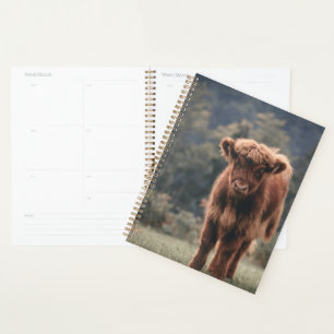 Highland cow calf autumn grass field planner