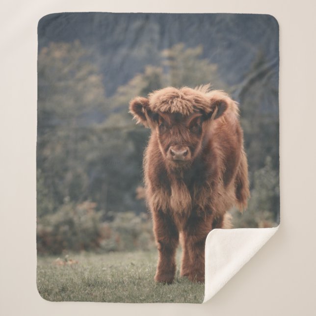 Highland cow calf autumn grass field sherpa blanket (Front)