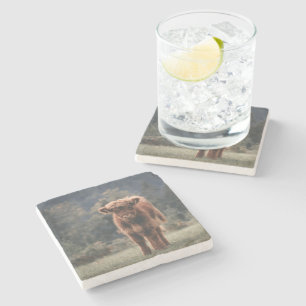 Highland cow calf autumn grass field stone coaster
