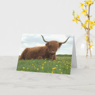 Highland Cow Card