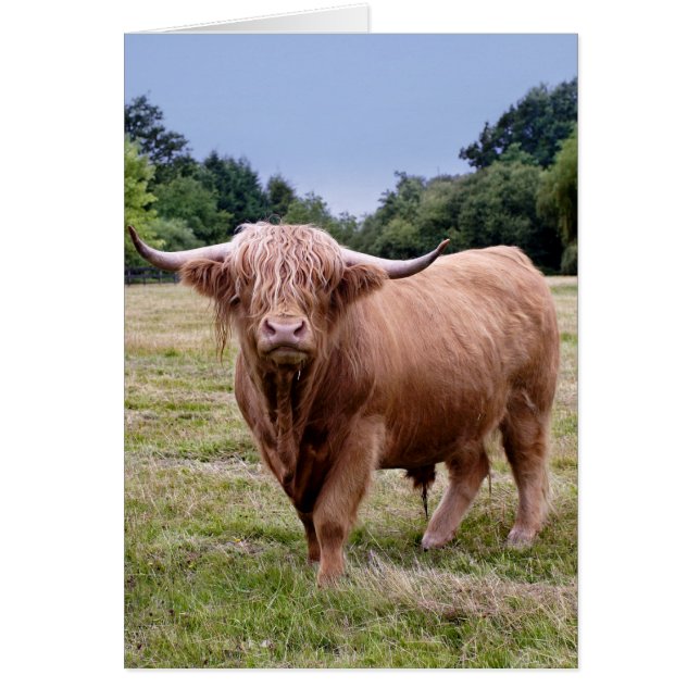 Highland Cow Card (Front)