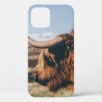HIGHLAND COW