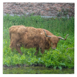 Highland cow ceramic photo tile