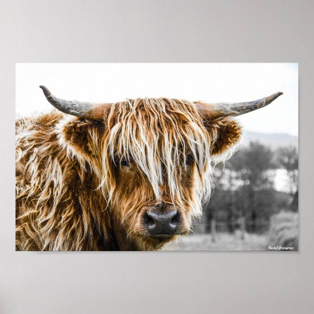 Highland Cow Coo Poster (Front)