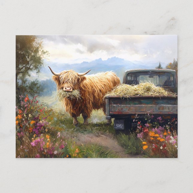 Highland Cow Eating Hay Postcard (Front)