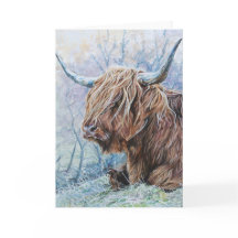Highland cow, frosty morning