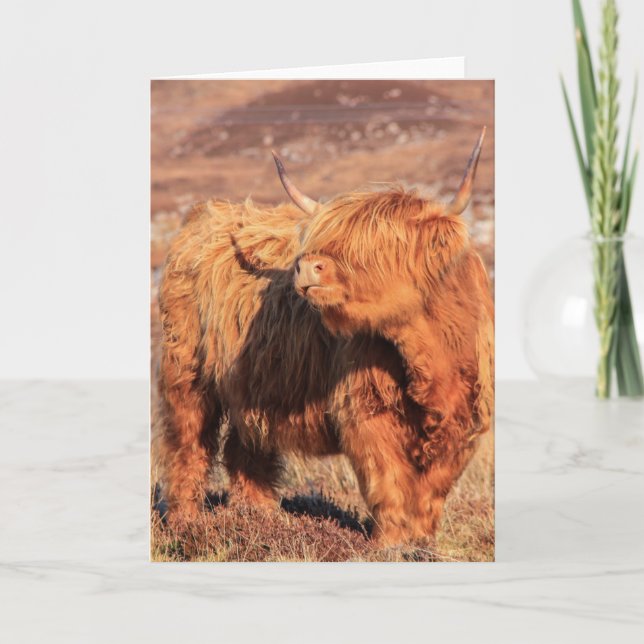 Highland Cow Greeting Card (Front)