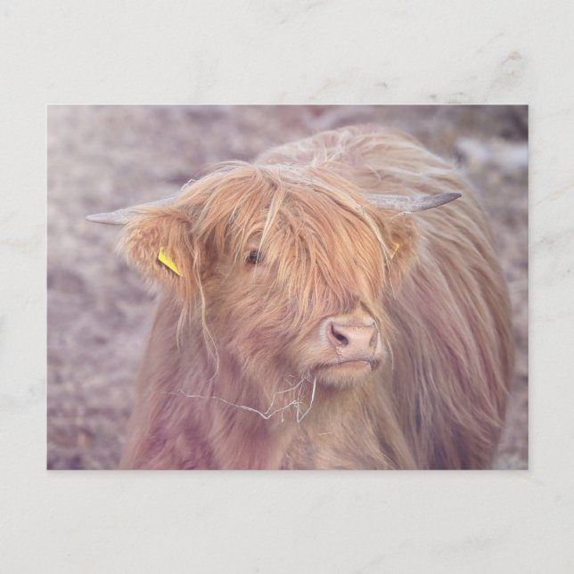 Highland Cow, Highland Cattle Postcard (Front)