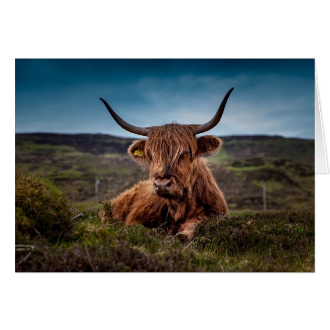 Highland Cow In Field Blank Card (Front Horizontal)