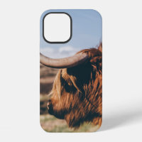 HIGHLAND COW