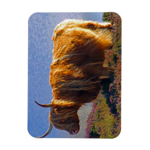 Highland Cow Magnet