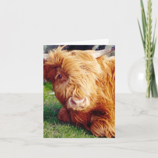 Highland Cow Photo Card (Front)