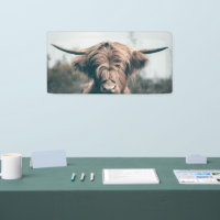 Highland cow portrait