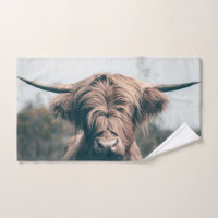 Highland cow portrait