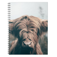 Highland cow portrait