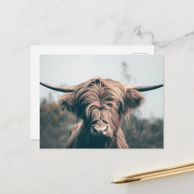 Highland cow portrait postcard (Front/Back In Situ)