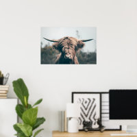 Highland cow portrait