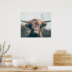 Highland cow portrait poster