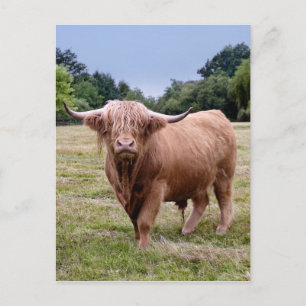 Highland Cow Postcard