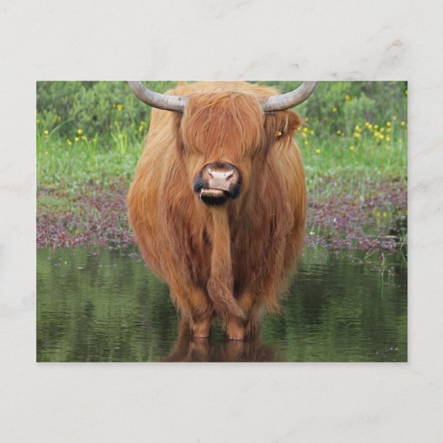 Highland cow postcard (Front)