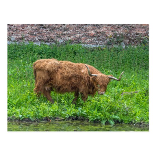 Highland cow postcard