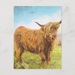 Highland Cow Postcard